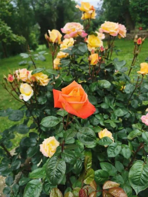 La Flor De Toranzo "Vive Los Valles Pasiegos" Prases Exterior photo